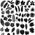 60+ Tropical Leaves Vector Collection AI & SVG Files – Botanical Plant Designs